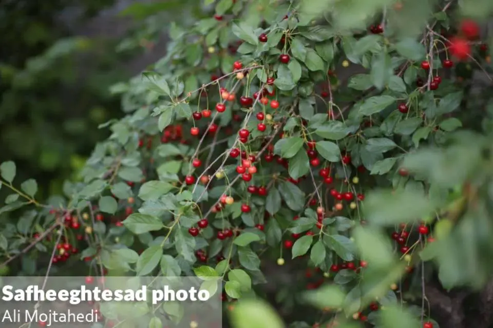 InShot_20250720_115032764