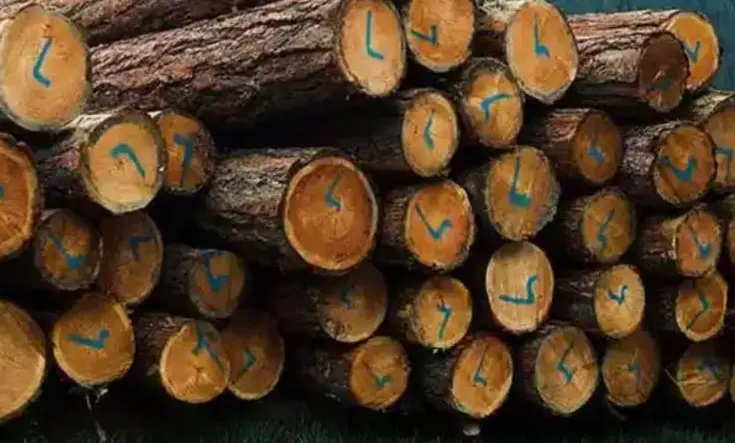 فال چوب