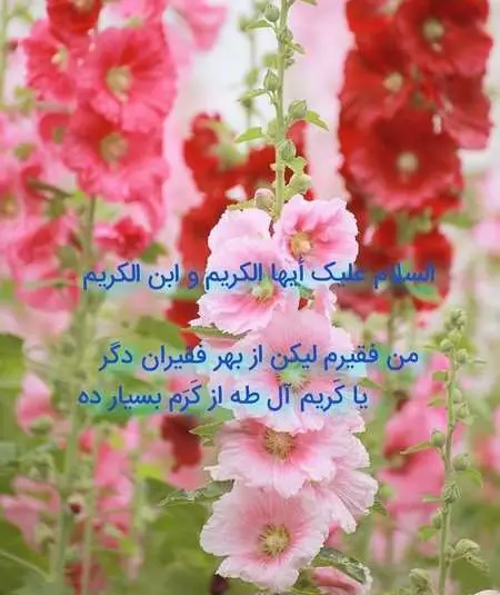 ولادت امام حسن مجتبی 