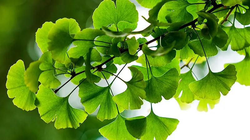 جینکو-بیلوبا-چه-کاری-با-بدن-می_کند