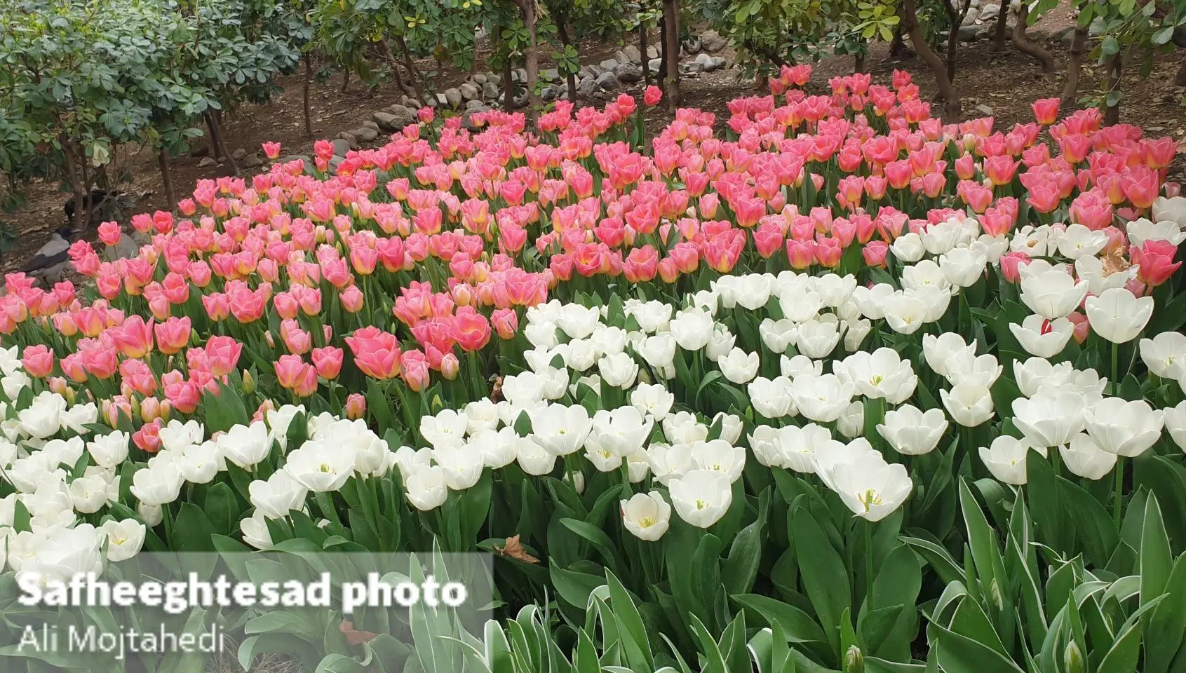 گزارش تصویری جشنواره لاله های بوستان در باغ ایرانی تهران