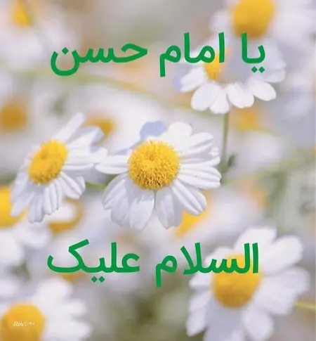 ولادت امام حسن مجتبی 