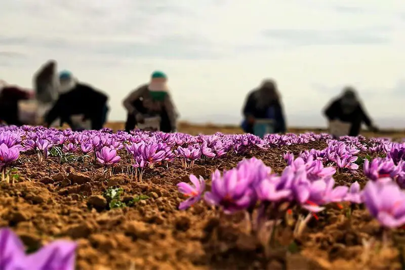 آخرین خبر از قیمت جدید زعفران امروز دوشنبه ۳ مهر ۱۴۰۲ | زعفران کیلویی چند؟ 