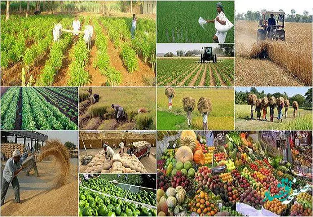 بخش کشاورزی و صنایع غذایی ایران