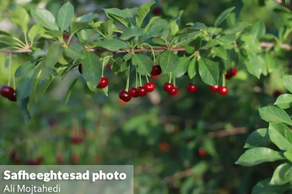 نگاهی تصویری به برداشت محصولات تابستانی در سرزمین پر برکت ایران