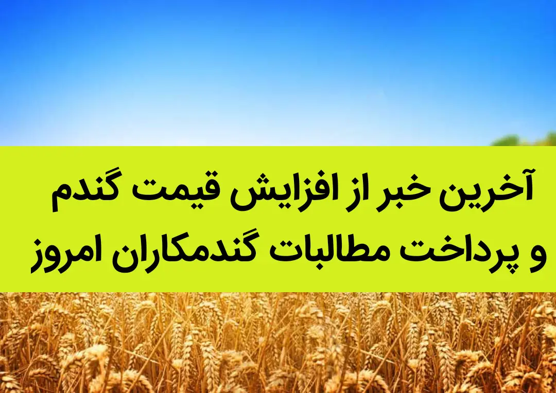 آخرین خبر از افزایش قیمت گندم و پرداخت مطالبات گندمکاران امروز 