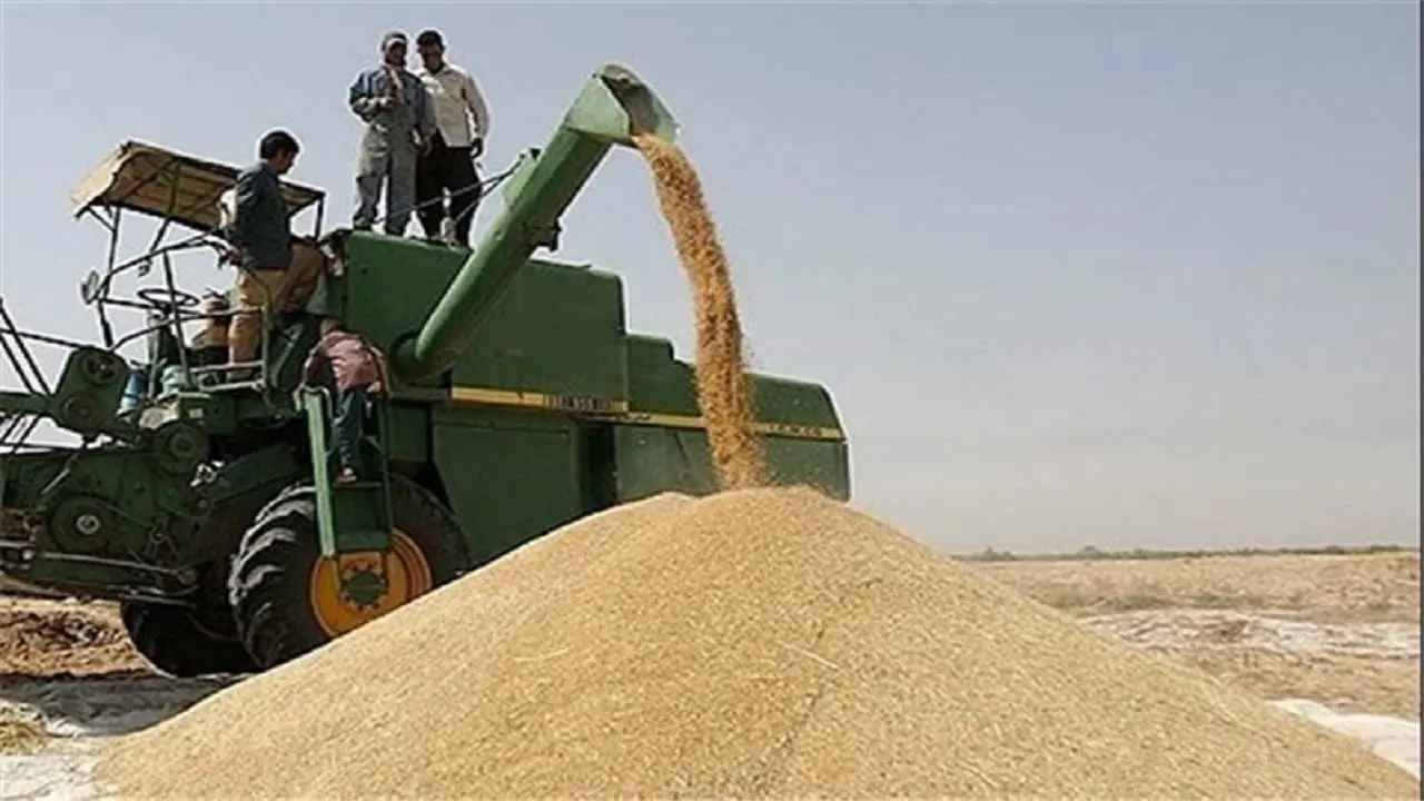 امسال به واردات گندم برای تولید آرد نیاز داریم؟ 