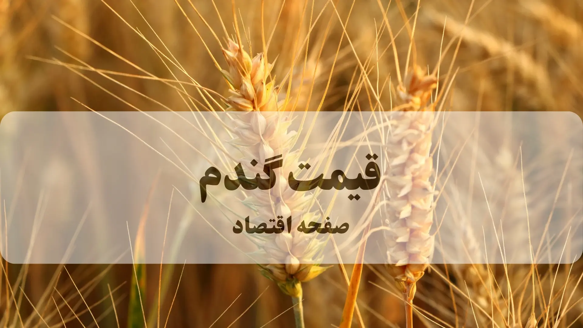 قیمت گندم