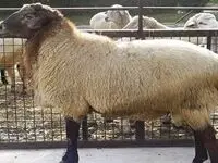 سازمان امور عشایر؛ به دنبال تولید گوشتی سالم و باکیفیت