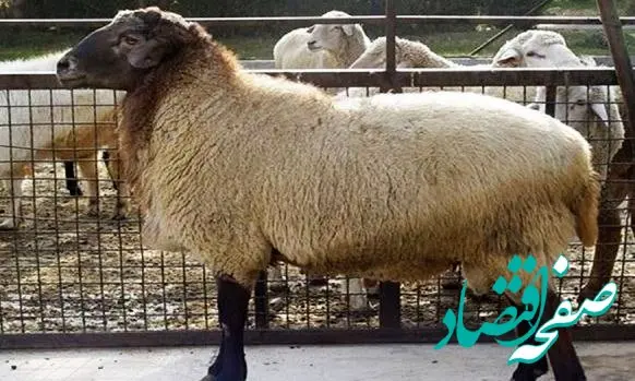 سازمان امور عشایر؛ به دنبال تولید گوشتی سالم و باکیفیت