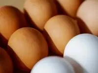 آخرین خبر از خرید حمایتی تخم مرغ / مرغداران بخوانند