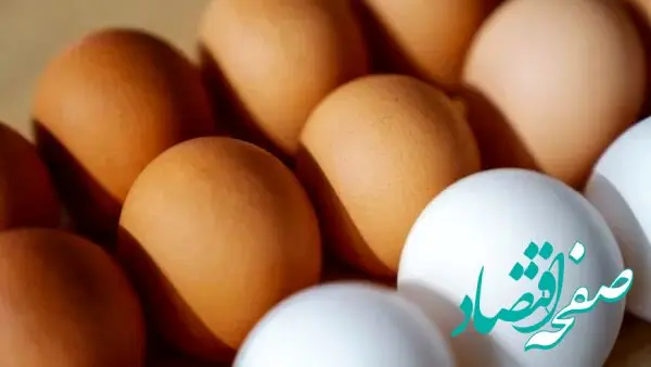 آخرین خبر از خرید حمایتی تخم مرغ / مرغداران بخوانند