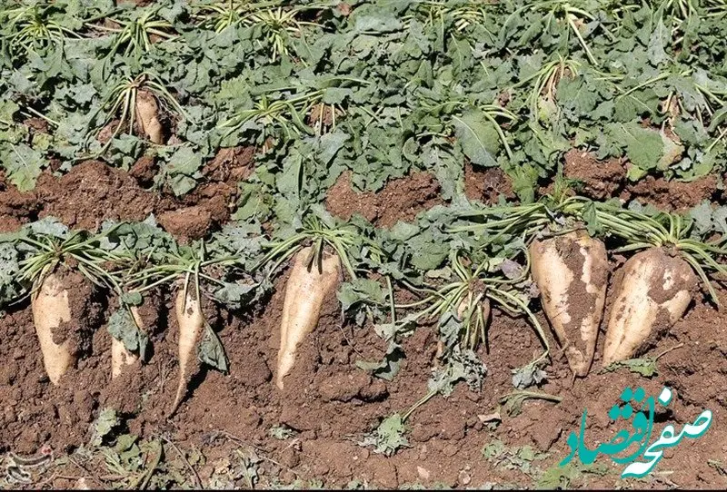 آخرین جزئیات از قیمت تضمینی خرید چغندر قند