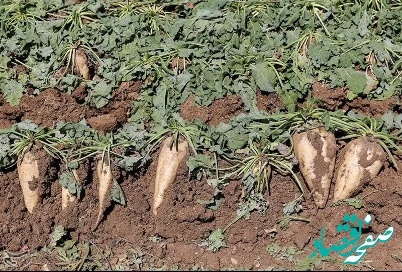 آخرین جزئیات از قیمت تضمینی خرید چغندر قند
