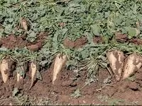 آخرین جزئیات از قیمت تضمینی خرید چغندر قند