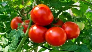 علت افزایش ناگهانی قیمت گوجه فرنگی در بازار چیست؟ 