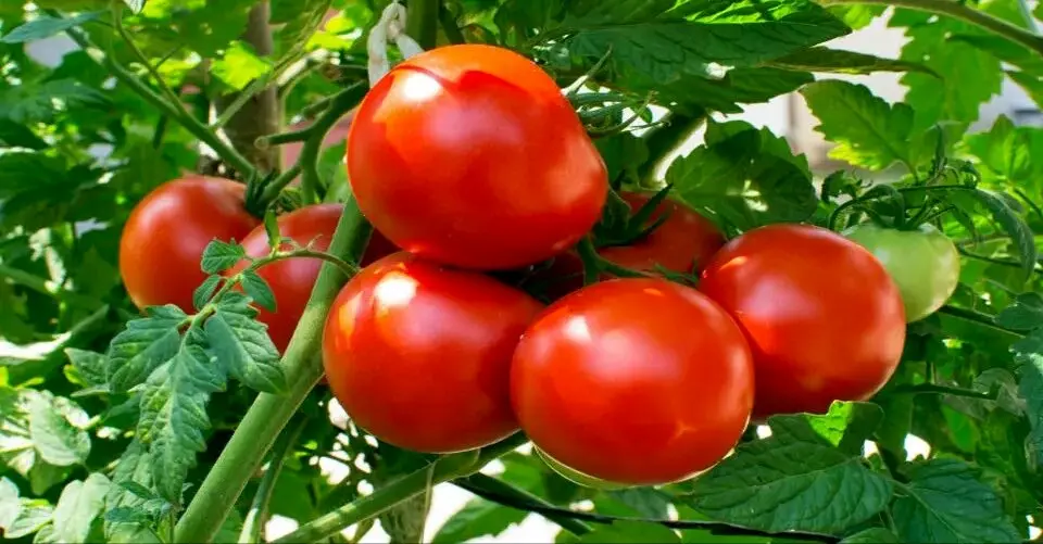 علت افزایش ناگهانی قیمت گوجه فرنگی در بازار چیست؟ 