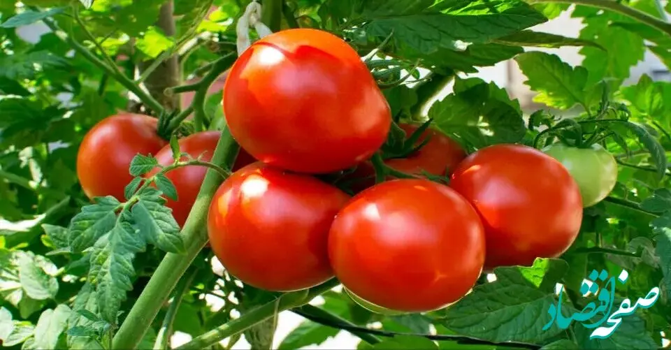 علت افزایش ناگهانی قیمت گوجه فرنگی در بازار چیست؟ 