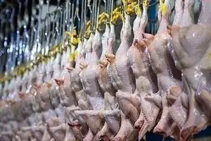 جدول قیمت مرغ امروز پنجشنبه ۱۷ اردیبهشت ماه ۱۴۰۵