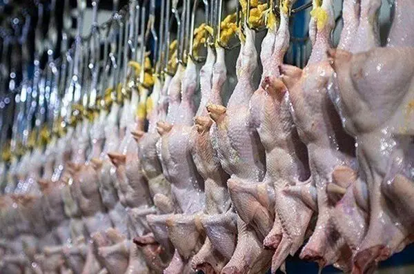 جدول قیمت مرغ امروز پنجشنبه ۱۷ اردیبهشت ماه ۱۴۰۵