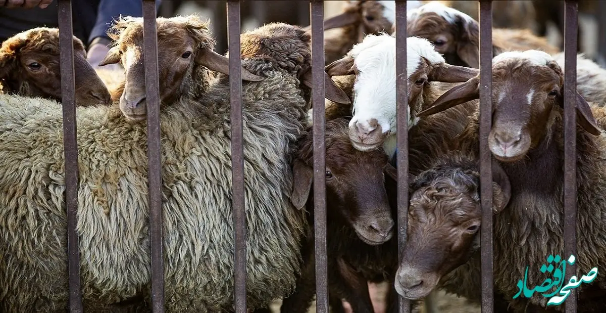 جدول قیمت دام زنده امروز ۲۶ اردیبهشت ۱۴۰۴ اعلام شد/ قیمت جدید دام چقدر تغییر کرد؟ 