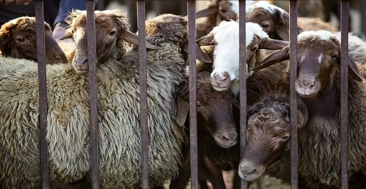 جدول قیمت دام زنده امروز ۲۶ اردیبهشت ۱۴۰۴ اعلام شد/ قیمت جدید دام چقدر تغییر کرد؟ 