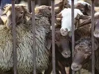 جدول قیمت دام زنده امروز ۲۶ اردیبهشت ۱۴۰۴ اعلام شد/ قیمت جدید دام چقدر تغییر کرد؟ 