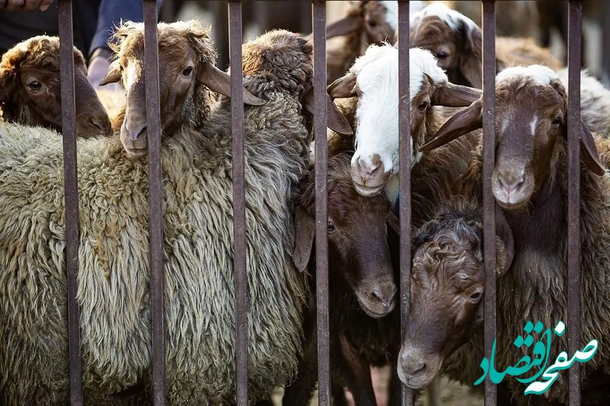 جدول قیمت دام زنده امروز ۲۶ اردیبهشت ۱۴۰۴ اعلام شد/ قیمت جدید دام چقدر تغییر کرد؟