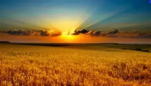 خرید تضمینی گندم در شمال استان اردبیل کی آغاز می‌شود؟ 