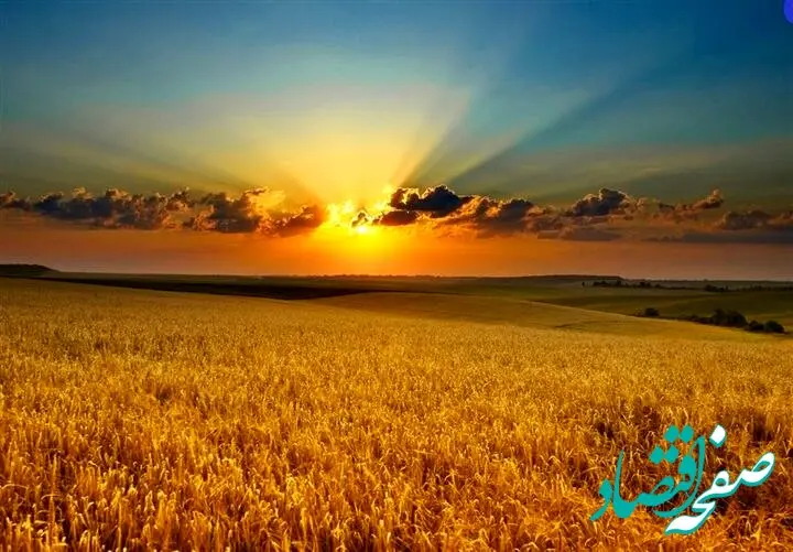 خرید تضمینی گندم در شمال استان اردبیل کی آغاز می‌شود؟ 