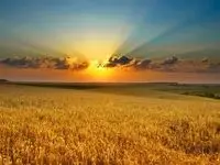 خرید تضمینی گندم در شمال استان اردبیل کی آغاز می‌شود؟ 