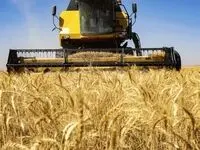 آخرین خبر از خرید تضمینی گندم امروز ۲۴ اردیبهشت ۱۴۰۳ | گندمکاران بخوانند