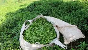 قیمت خرید تضمینی برگ سبز چای ۱۴۰۵ چقدر شد؟ 