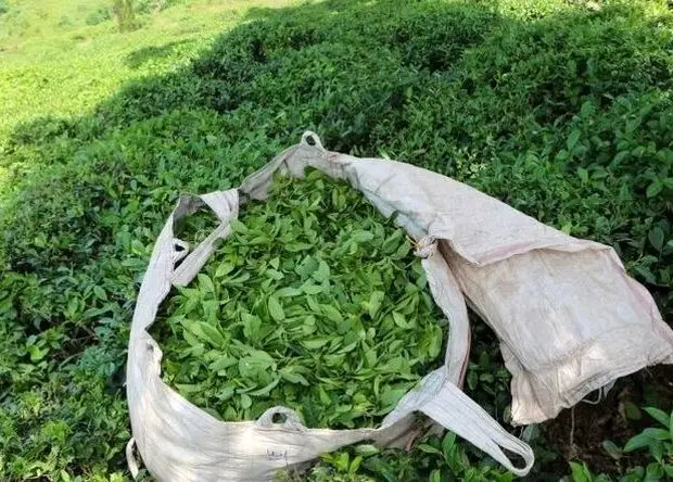 قیمت خرید تضمینی برگ سبز چای ۱۴۰۵ چقدر شد؟ 