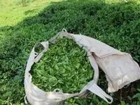 قیمت خرید تضمینی برگ سبز چای ۱۴۰۵ چقدر شد؟ 