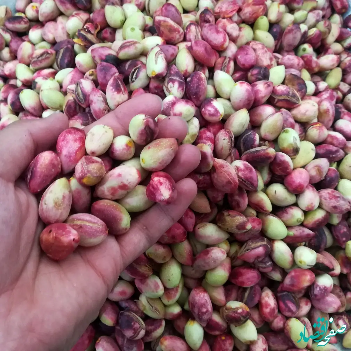 آخرین قیمت پسته تازه امروز شنبه ۲۰ بهمن ۱۴۰۳