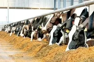 شارژ سهمیه فروردین نهاده دامی گاوداری های شیرده