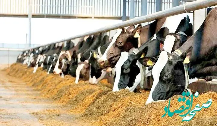 شارژ سهمیه فروردین نهاده دامی گاوداری های شیرده