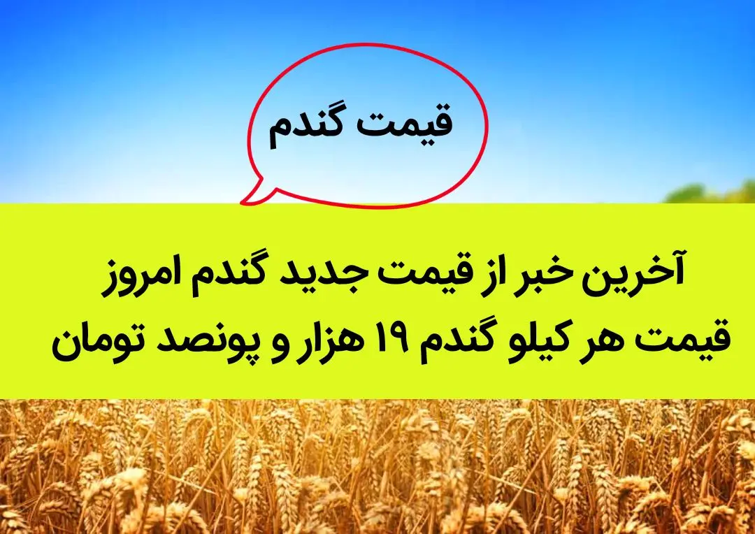 آخرین خبر از قیمت جدید گندم امروز ۲۳ شهریور ۱۴۰۲ | قیمت هر کیلو گندم ۱۹ هزار و پونصد تومان تعیین شد