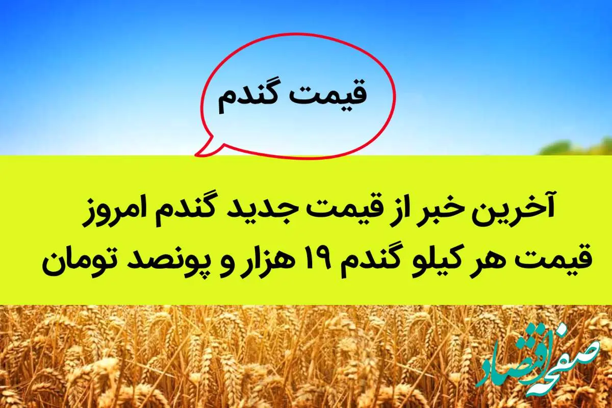 آخرین خبر از قیمت جدید گندم امروز ۲۳ شهریور ۱۴۰۲ | قیمت هر کیلو گندم ۱۹ هزار و پونصد تومان تعیین شد