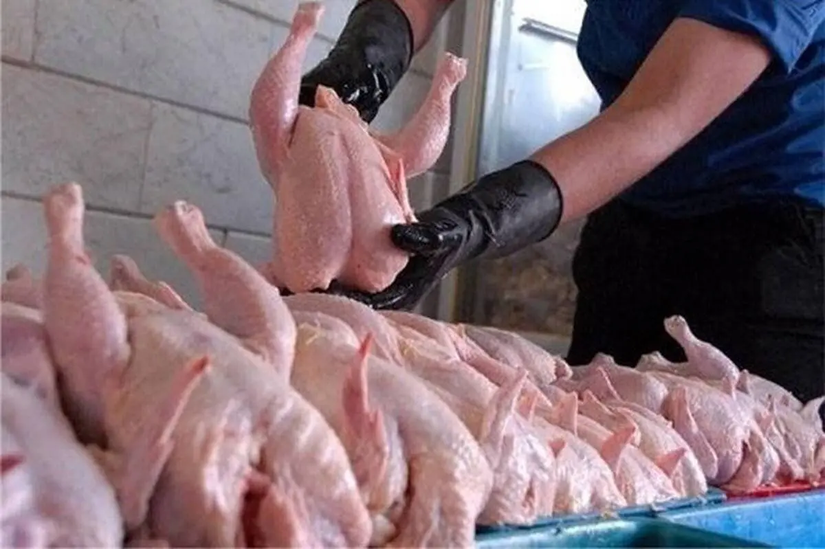 چه خبر از قیمت گوشت مرغ در روزهای پایانی شهریور ۱۴۰۲ | مرغ کیلویی چند؟ + جدول