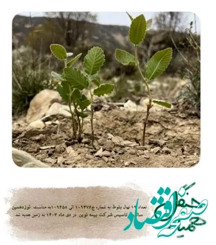 کاشت ۱۹ درخت بلوط در جنگل های زاگرس به مناسبت گرامی‎‌داشت سالروز تاسیس بیمه نوین