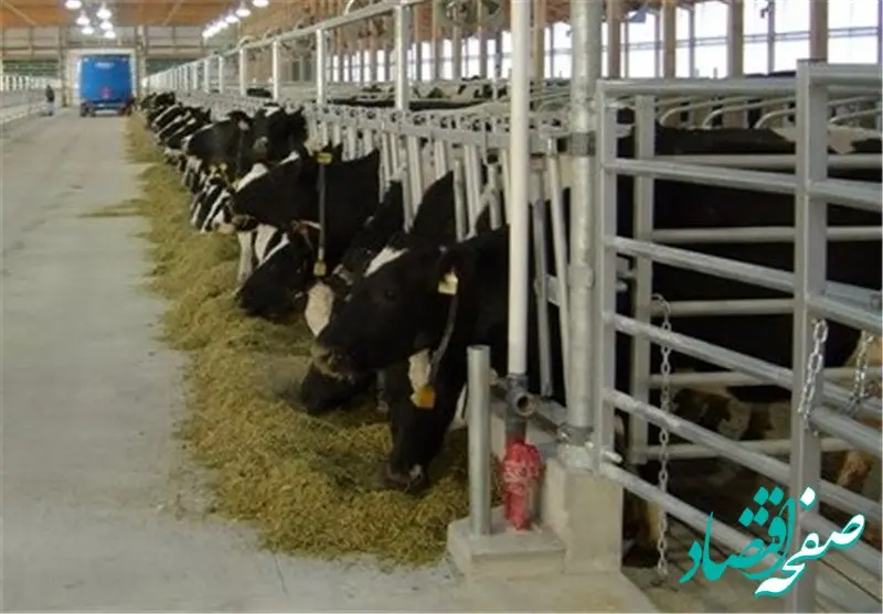 زنگ‌خطر جدی برای صنعت دامپروری: افزایش ۳۰ درصدی کشتار دام، گرانی نهاده‌ها و واردات بی‌ضابطه