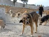 یک کودک چهارساله توسط سگ خورده شد