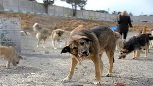 یک کودک چهارساله توسط سگ خورده شد