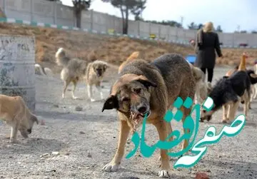 یک کودک چهارساله توسط سگ خورده شد