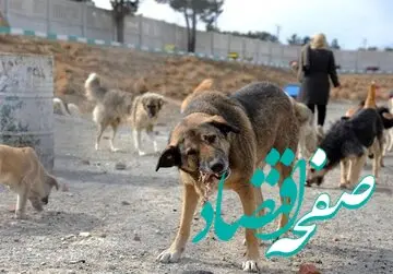یک کودک چهارساله توسط سگ خورده شد