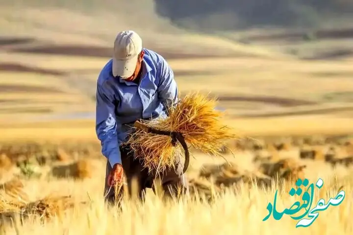 جدیدترین خبر از خرید تضمینی گندم امروز سه شنبه ۲۱ مرداد ماه ۱۴۰۴ | گندمکاران چند تن گندم تحویل دولت دادند؟ 