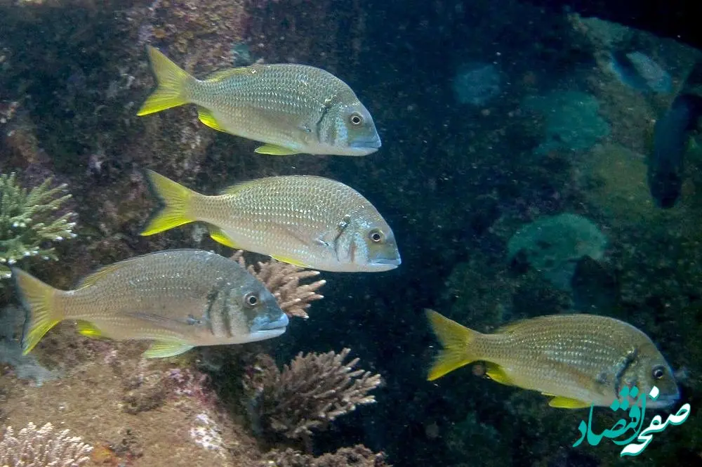 جدیدترین طرح مسئولیت اجتماعی آریاساسول: نگاهی به ماهی «شانک زردباله»