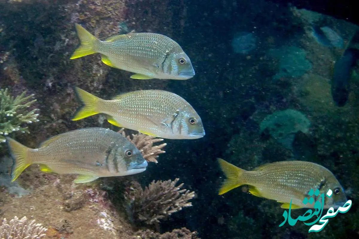 جدیدترین طرح مسئولیت اجتماعی آریاساسول: نگاهی به ماهی «شانک زردباله»
